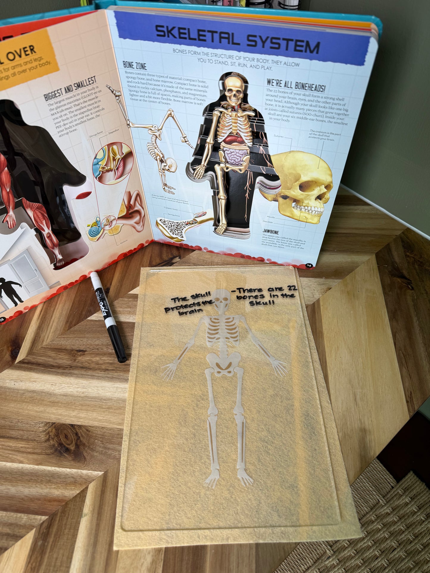 Skeleton Board