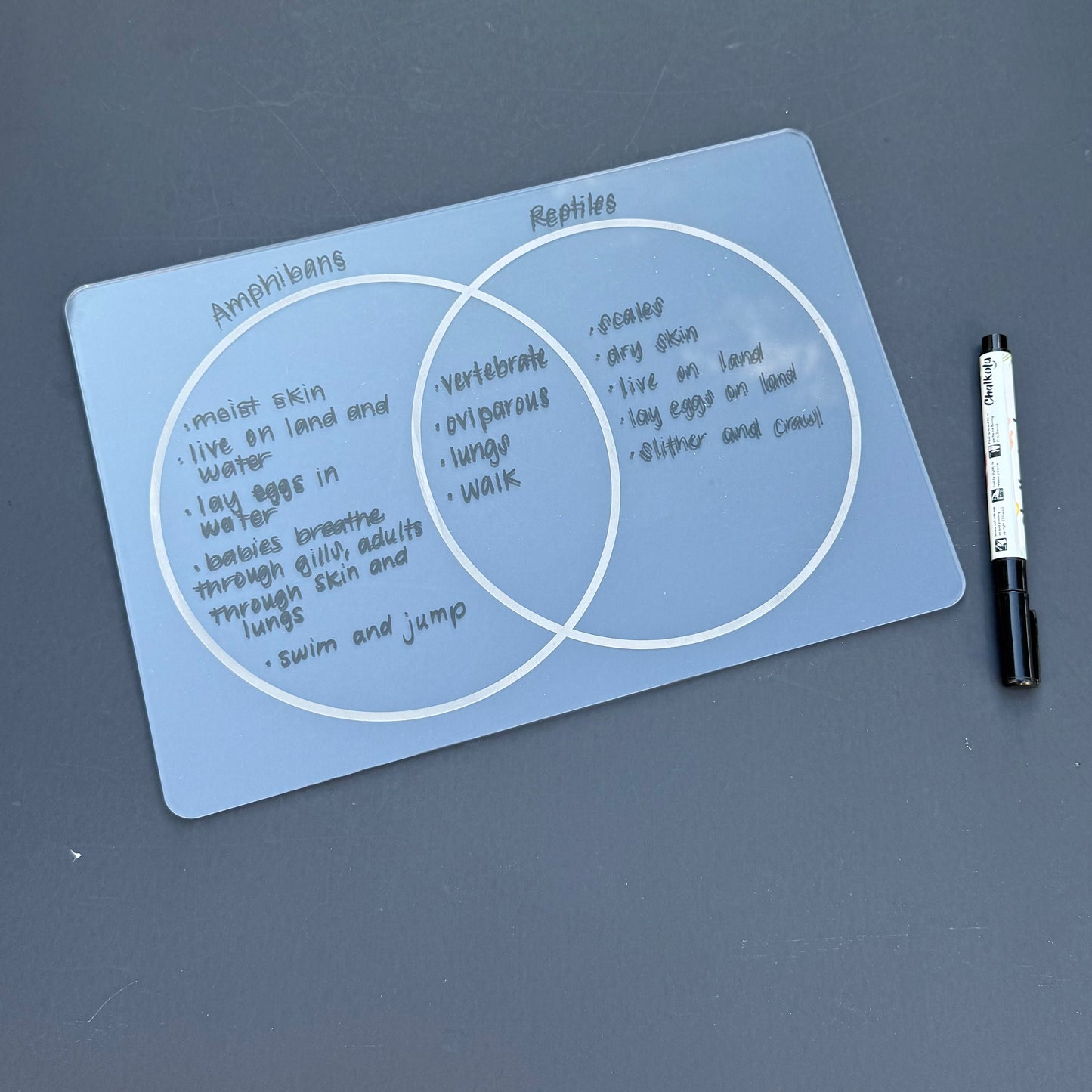 Venn Diagram Board
