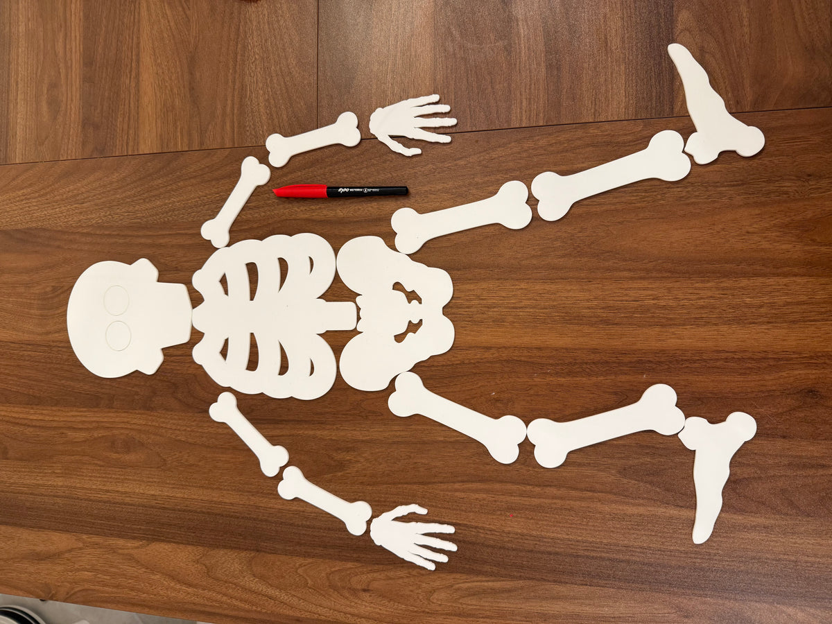 Build-A-Skeleton Acrylic Set